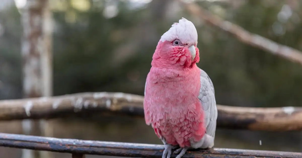 Le Cacatoes : Tout savoir sur ce perroquet fascinant