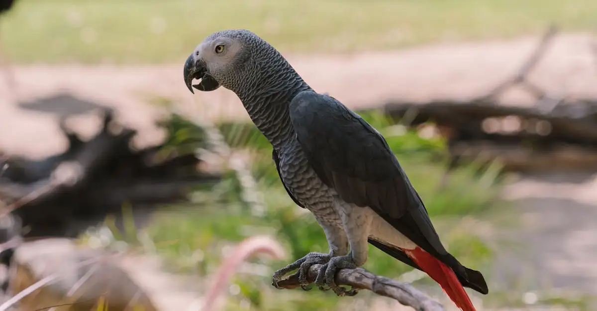 Le Grand Ara Bleu : Découverte et Conservation de cet