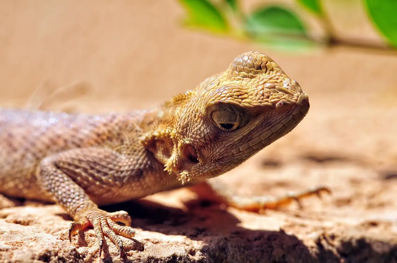 Le Grand Éclectus : Guide Complet sur ce Perroquet Coloré