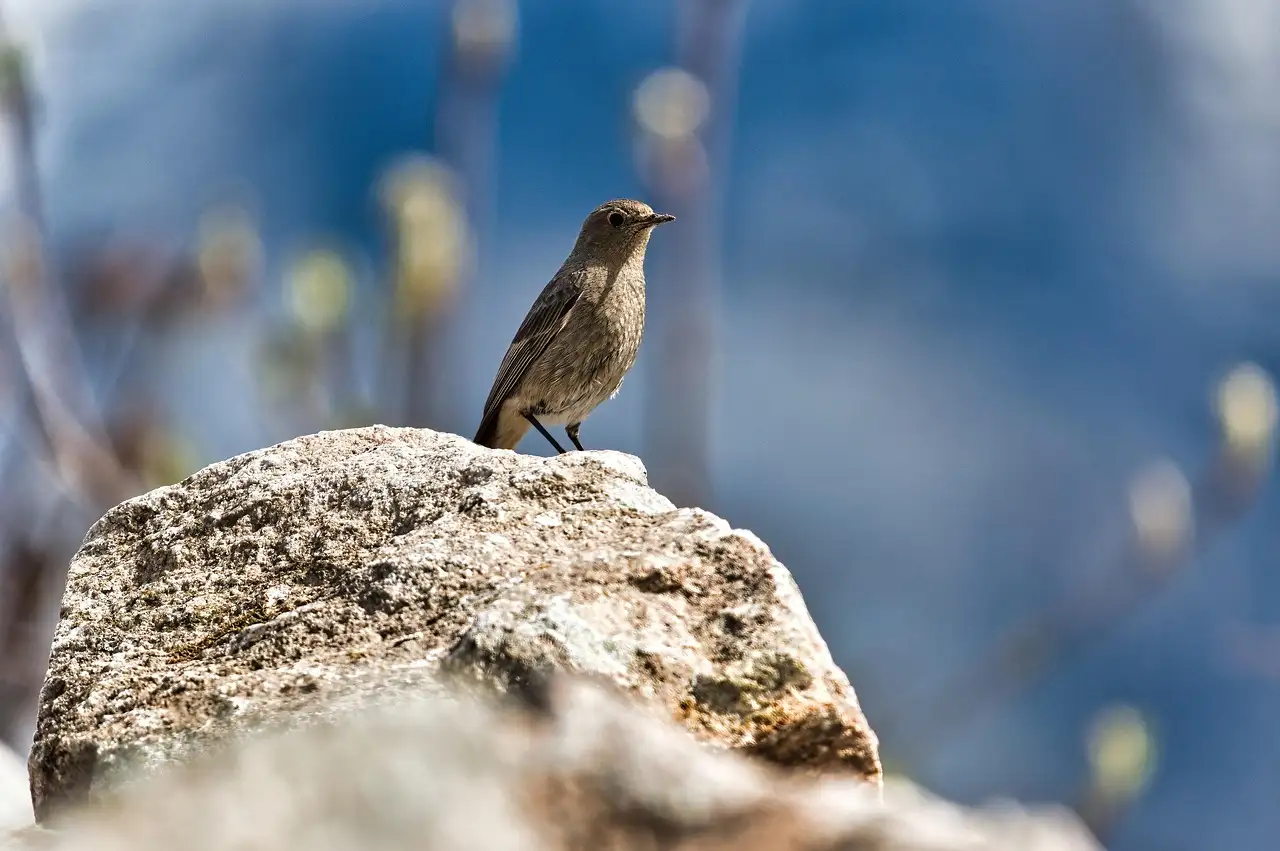Le Gris du Gabon : Comprendre et Éduquer Votre Oiseau
