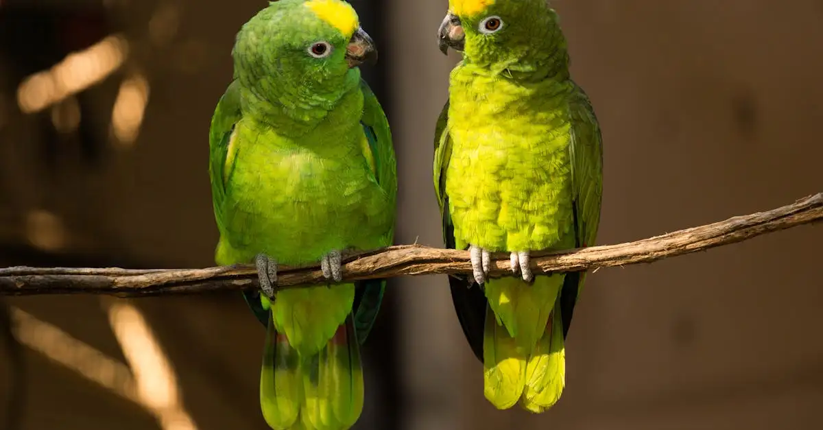 Le Gris du Gabon : Guide Complet sur l'Oiseau Intelligent
