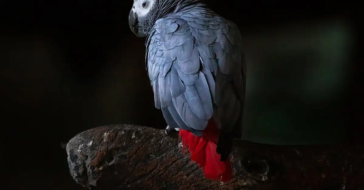 Le Gris du Gabon Rouge : Guide Complet et Conseils d'Élevage