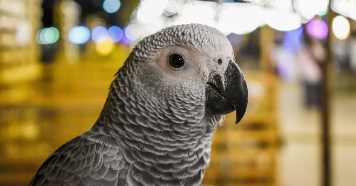Le Gris du Gabon Vert : Guide Complet sur l'Oiseau