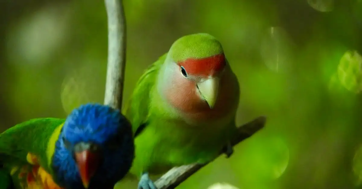 Le Loriquet Arc-en-ciel : Couleurs et Soins de l'Oiseau