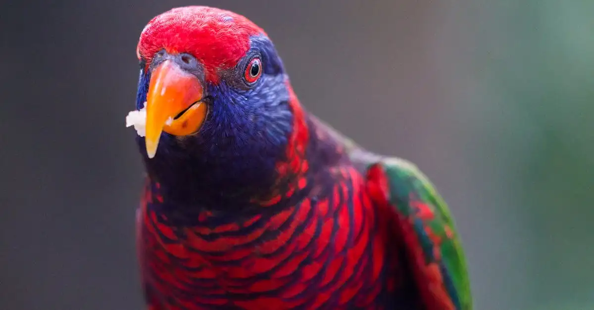 Le Monde Fascinant des Perroquets : Couleurs et