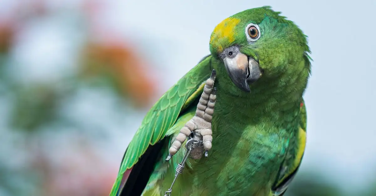 Le Perroquet Amazone : Guide Complet sur ces Oiseaux Colorés