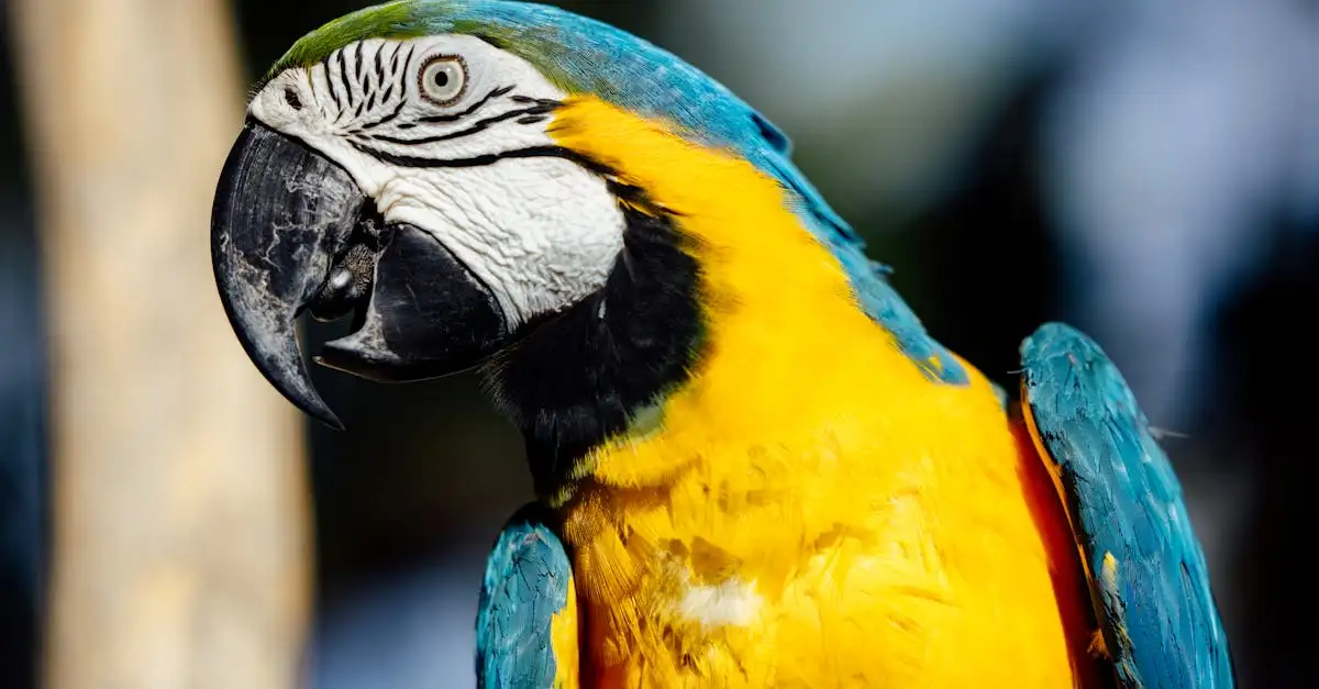 Le Perroquet Ara Bleu : Habitat, Comportement et Soins