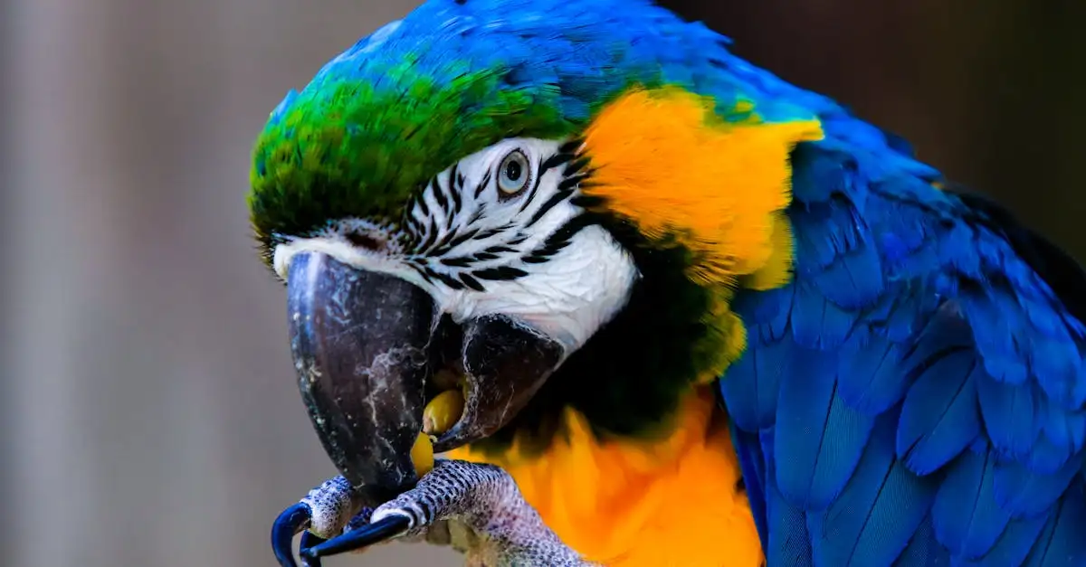 Le Perroquet Bleu Ara : Habitat, Comportement et Soins