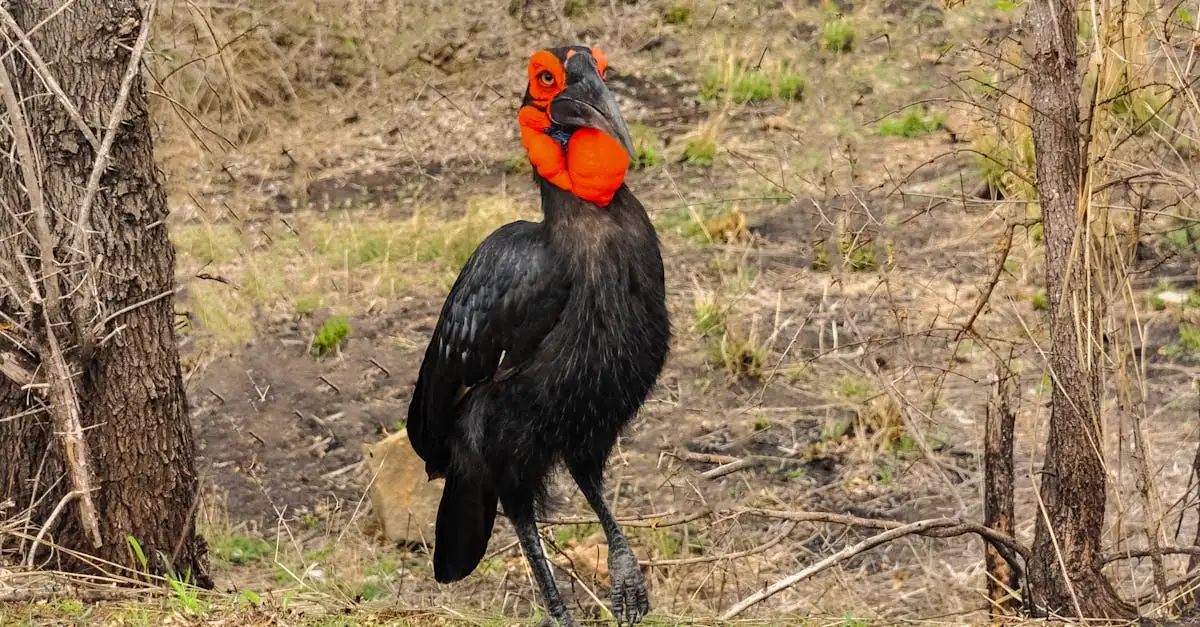 Le Perroquet du Gabon : Espèce, Habitat et Conservation