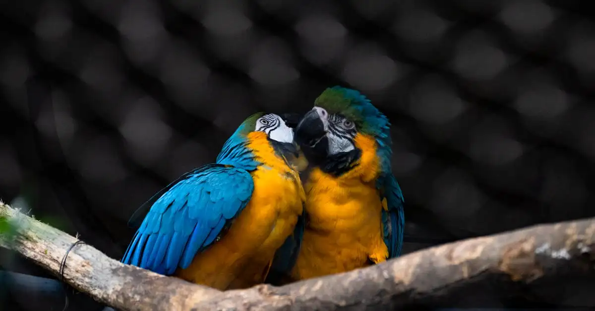 Les Aras Bleus : Guide Complet sur ces Oiseaux Exotiques