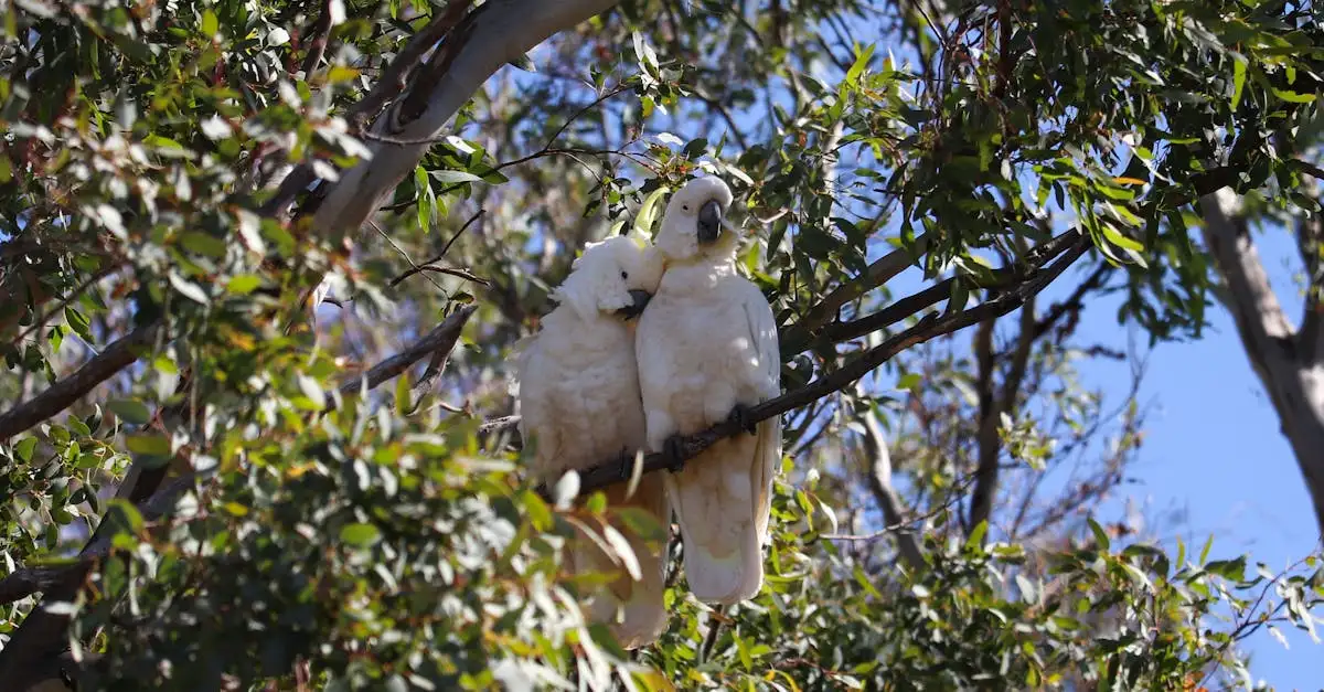 Les Cacatoès : Guide complet sur ces oiseaux fascinants