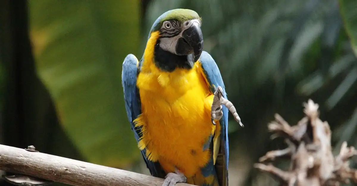 Les Oiseaux Perroquets : Couleurs, Espèces et Soins