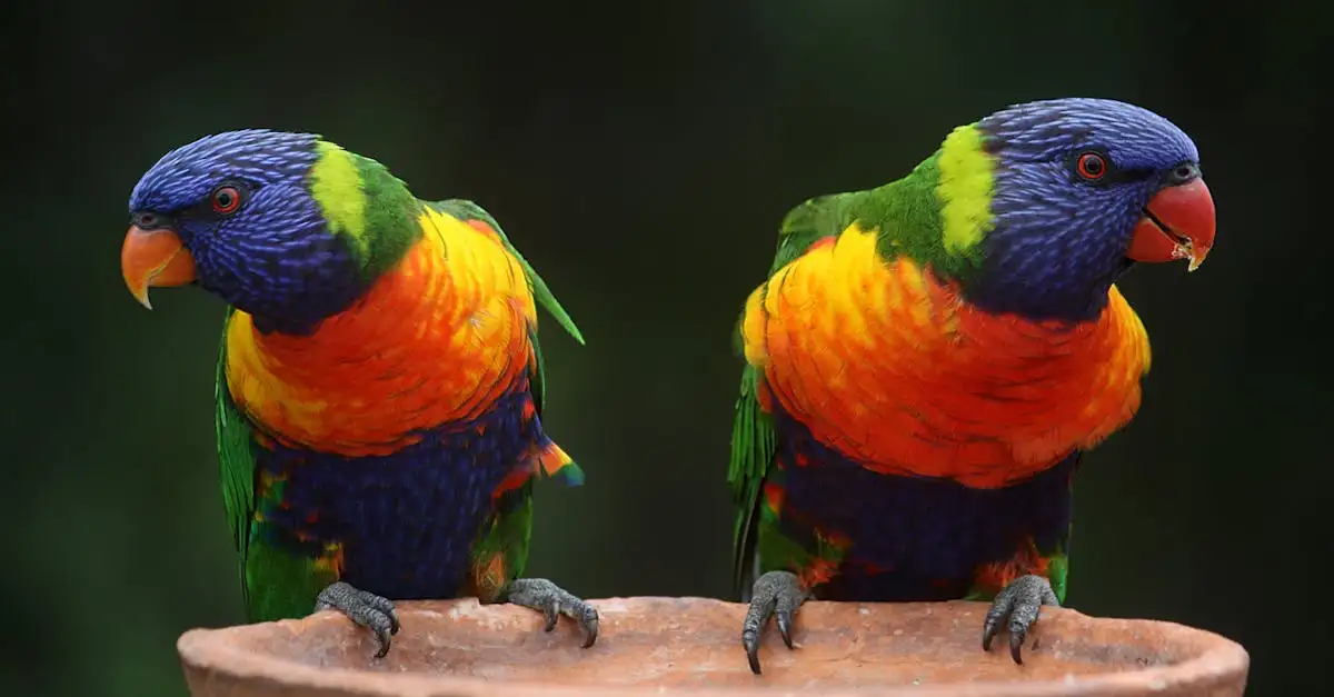 Les perroquets qui parlent : guide complet et conseils