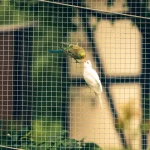 Lit pour Perroquet : Confort et Sécurité pour Votre Oiseau
