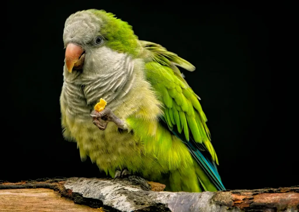 Lori Perroquet : Couleurs, Soins et Adoption de l'Oiseau