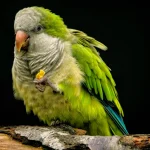 Lori Perroquet : Couleurs, Soins et Adoption de l'Oiseau