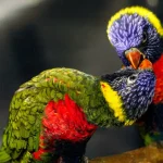 Loriquet Arc-en-ciel : Guide complet sur cet oiseau coloré