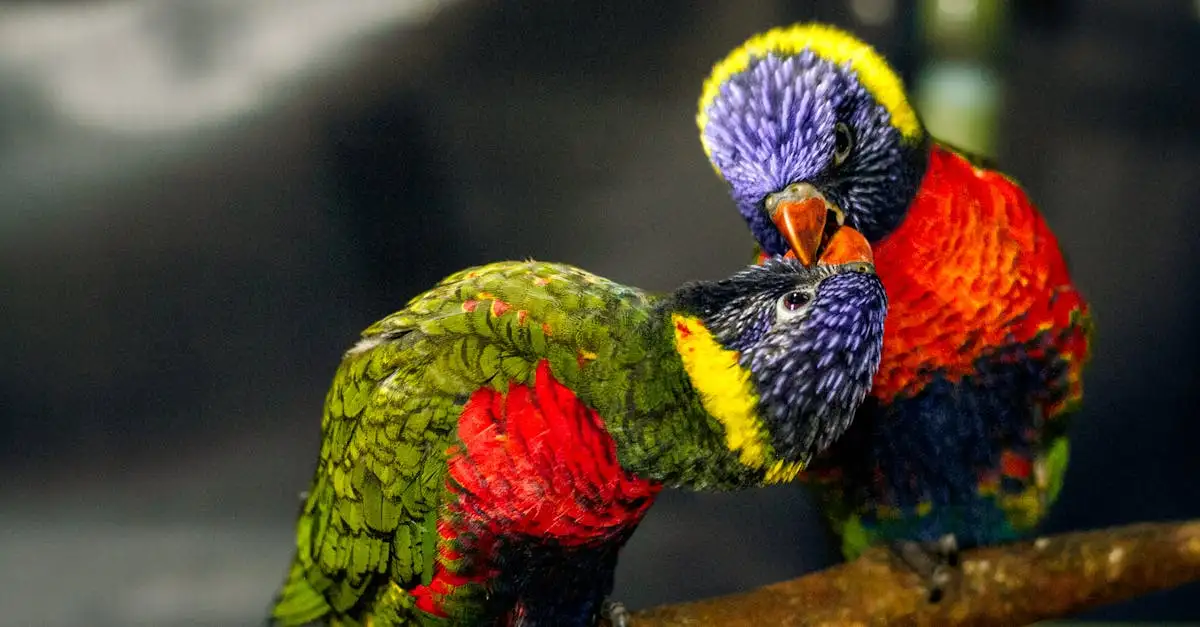 Loriquet Arc-en-ciel : Guide complet sur cet oiseau coloré