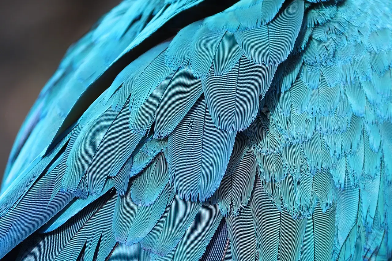 Perroquet à donner : trouvez l'oiseau idéal