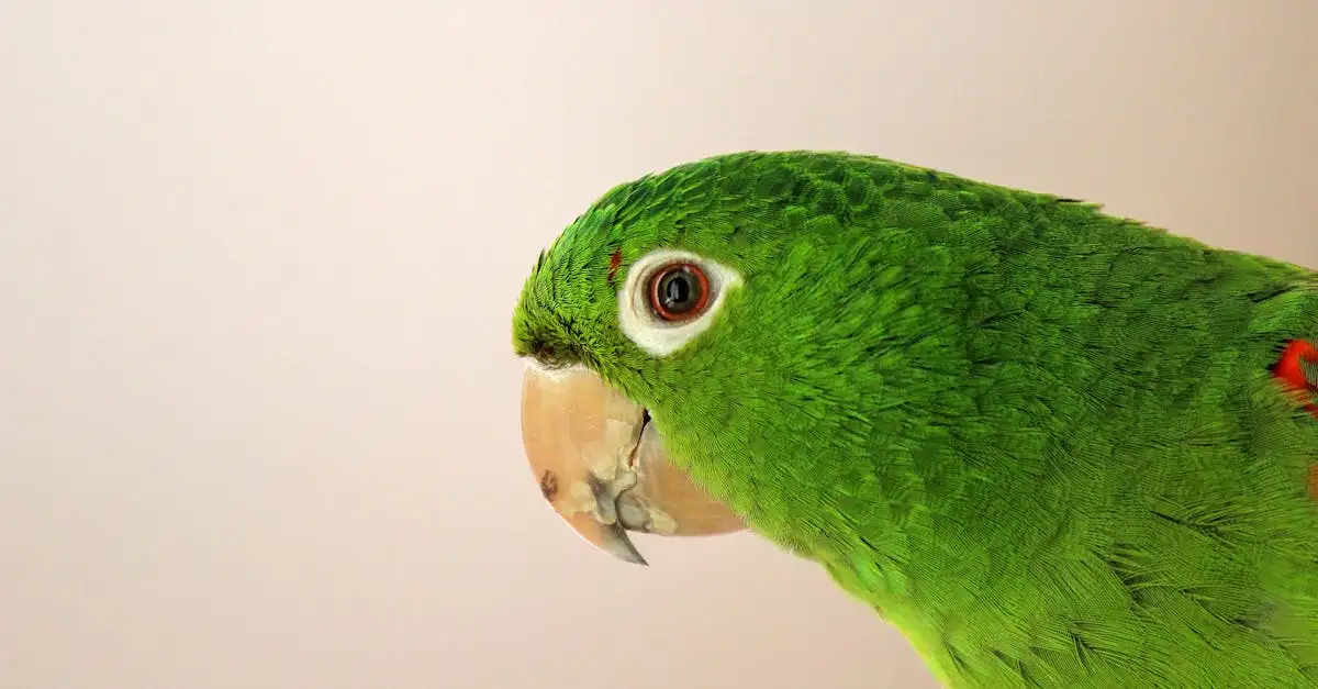 Perroquet à donner : trouvez l'oiseau idéal près de chez