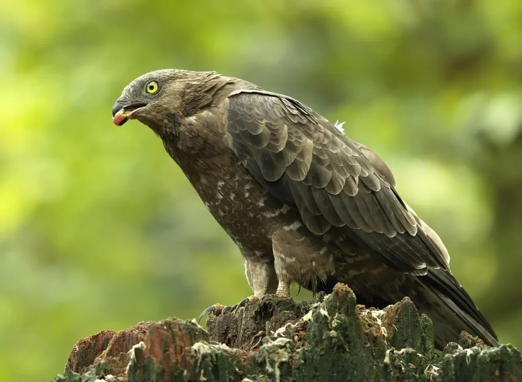 Prix de la Conure de Molina : Guide d'Achat et Tarifs