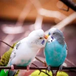 Tout savoir sur les perruches ondulées : conseils et élevage