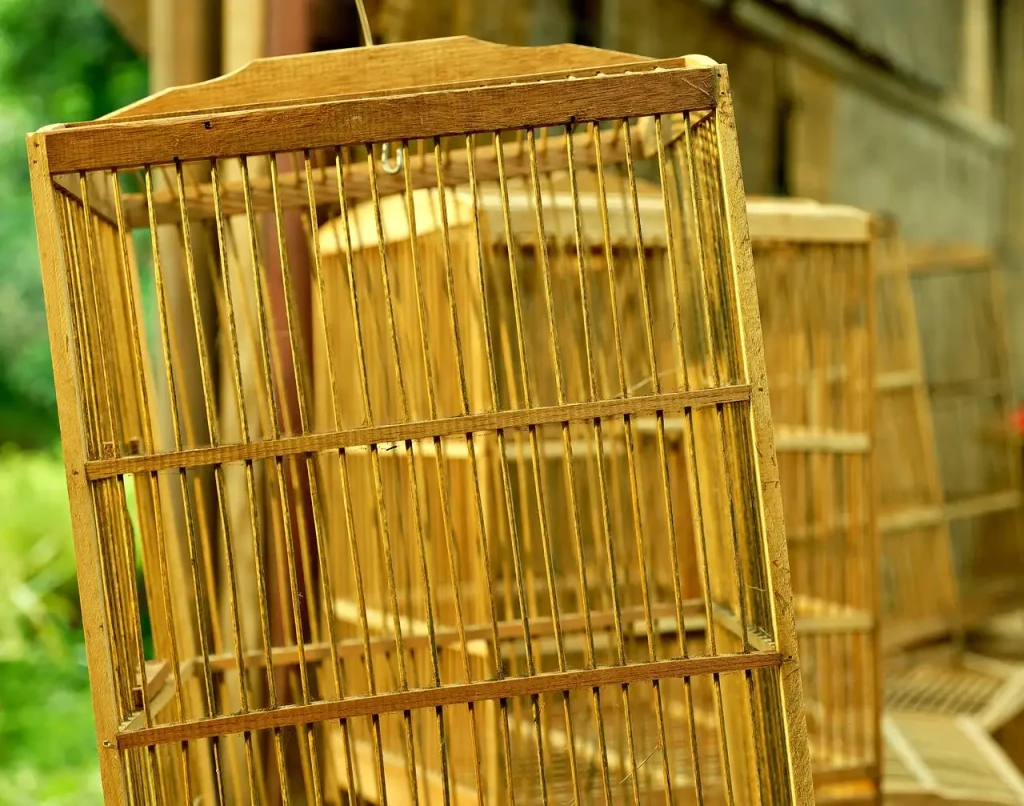 Trafic de perroquets : un démantèlement met en lumière les risques pour tes oiseaux de compagnie